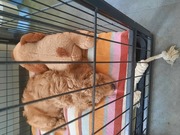 honden foto van Friedy