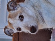 honden foto van andrea