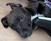 honden foto honden foto van Fem Ziva Tasja†2025