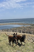 honden foto van Paulina