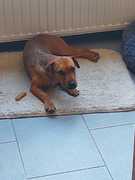 honden foto van Hetty