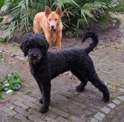 honden foto van Caroline