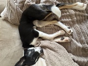 honden foto van Hannaenmillie