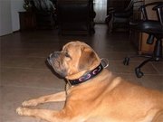 honden foto van john