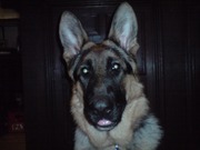 honden foto honden foto van Jack&Davy