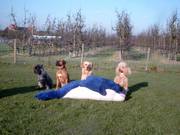 honden foto van Deschutter