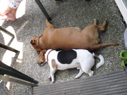 honden foto van Saskia