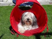 honden foto van nizinny