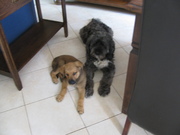 honden foto van ramona