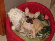 honden foto van Sarah Roose