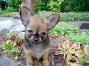 honden foto van chilovers