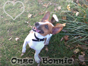 honden foto van Alex en Mariska