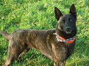 honden foto van kelty