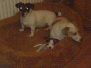 honden foto honden foto van abeline