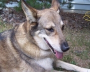 honden foto van Whisper