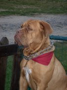 honden foto van sandy