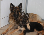 honden foto honden foto van marielle