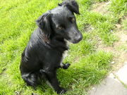 honden foto van Sarah Carpentier