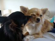 honden foto van Nathalie