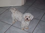 honden foto van claudia