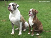 honden foto van jenny 