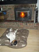 honden foto van Monica