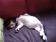 honden foto van moni