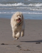 honden foto van Debby