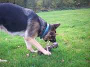 honden foto van Anouk