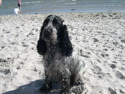 honden foto van Schoormans
