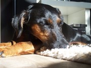 honden foto van Maaike