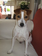 honden foto van Sandra 