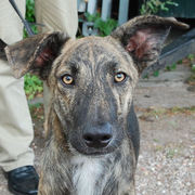 honden foto van Patrick