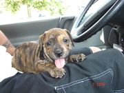 honden foto van GERARD