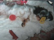 honden foto van nadia roels