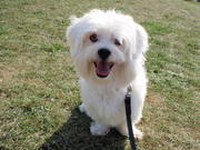 honden foto honden foto van Mireille