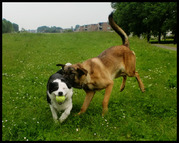 honden foto van Debbie