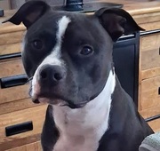honden foto honden foto van An