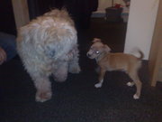 honden foto honden foto van mandy