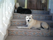 honden foto van saskia