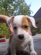 honden foto van a wierenga