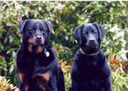 honden foto van lola