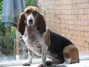 honden foto van sjellina