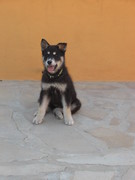 honden foto van Pascalle uit Valencia