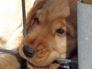 honden foto van poemnogsteeds