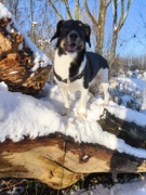 honden foto van Melissa90!