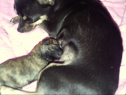 honden foto van kim