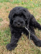 honden foto van Esther