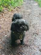 honden foto van Annelies met  Sem