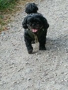 honden foto honden foto van Annelies met Sem